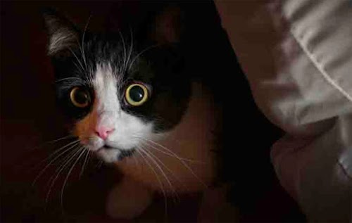 Separation Anxiety in Cats and How to Cope with It Separation Anxiety in Cats and How to Cope with It