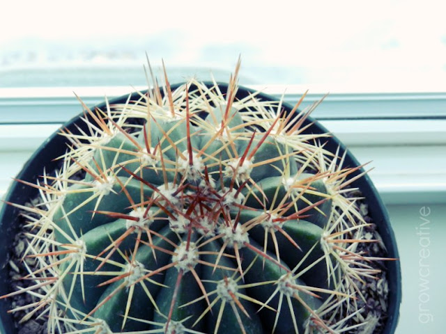 cactus house plant