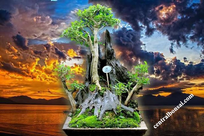 Memperbaiki Kesalahan pada Akar Tanaman Bonsai