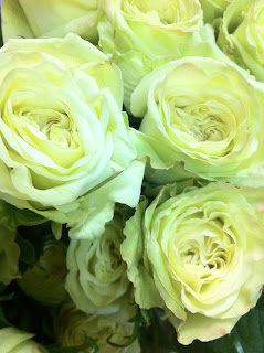 Green Tea Roses - Stein Your Florist Co.