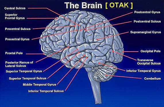 Anatomi Otak Manusia.pdf