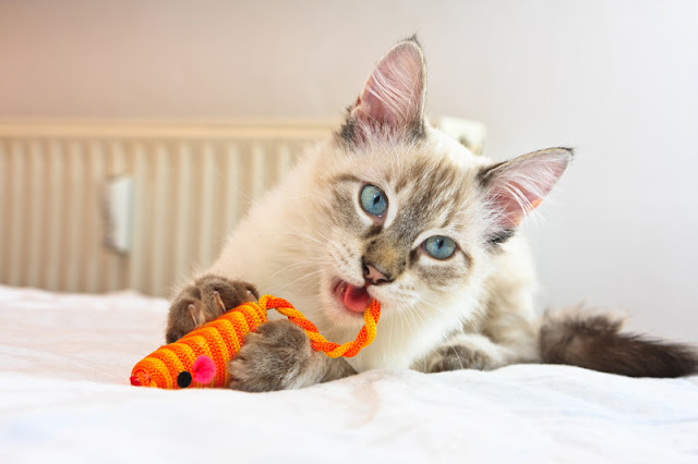 Siamese cat with toy. One of the things I love about blogging is choosing the photos