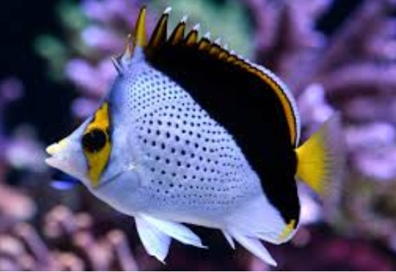 প্রজাপতি মাছ অবিকল প্রজাপতির মত উড়ে।