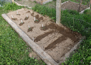 Another veg bed full of produce Another veg bed full of produce