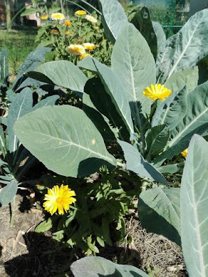 Orto biologico: consociazione con fiori Orto biologico: consociazione con fiori