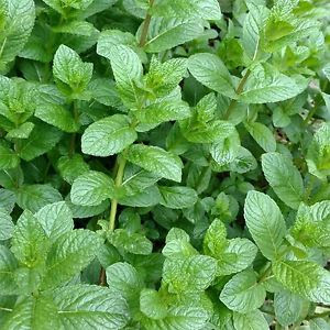 10 Halamang Gamot Na Maaari Niyong Gamitin Dahil Ito Ay Aprobado Ng Department Of Health