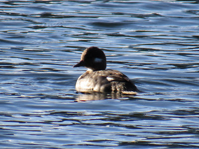 Lassen Volcanic National Park California birding hotspot