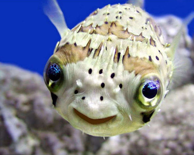 Quem disse que os animais não sorriem? Observe-os e deixe-se contagiar elfandarilha