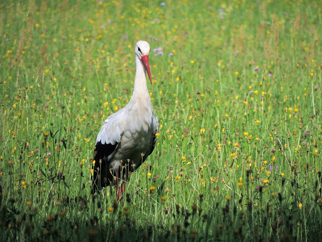 Puszcza Białowieska
