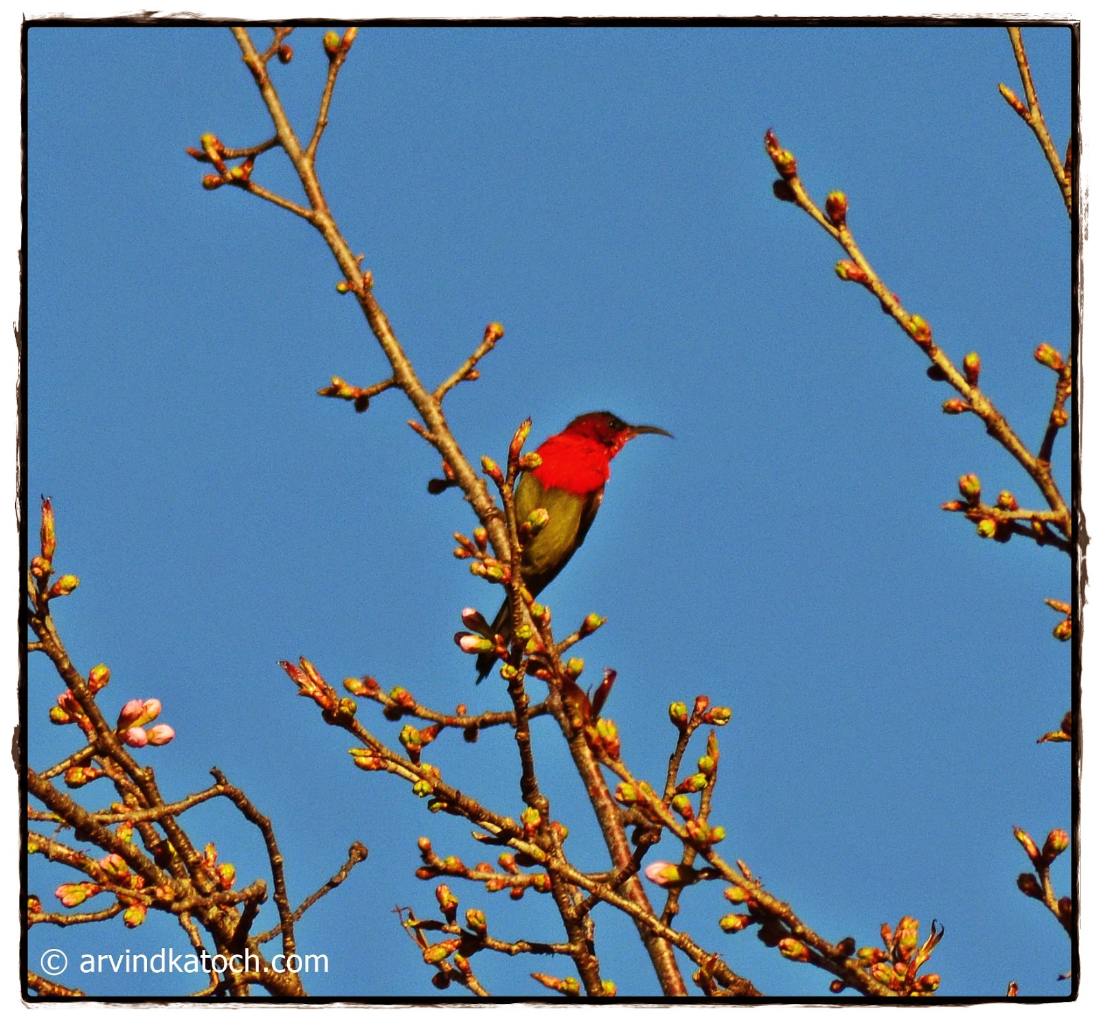 Crimson Sunbird on the Tree Branch Tree, Branch, Sunbird, Crimson Sunbird