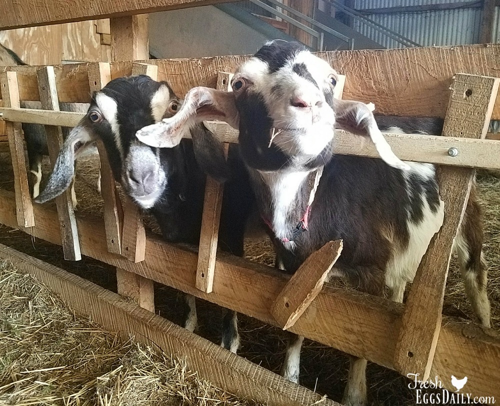 Rabbits Barnyard In Your Backyard A Beginners Guide To Raising
