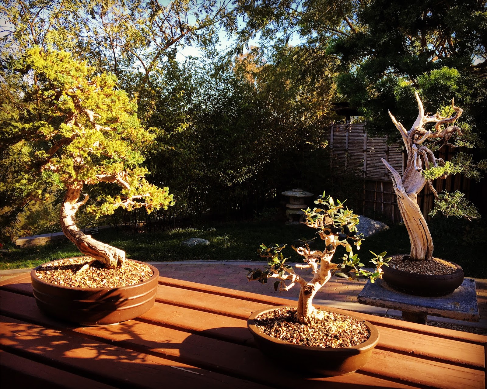 Sensory Overload Balboa Park Japanese Friendship Garden