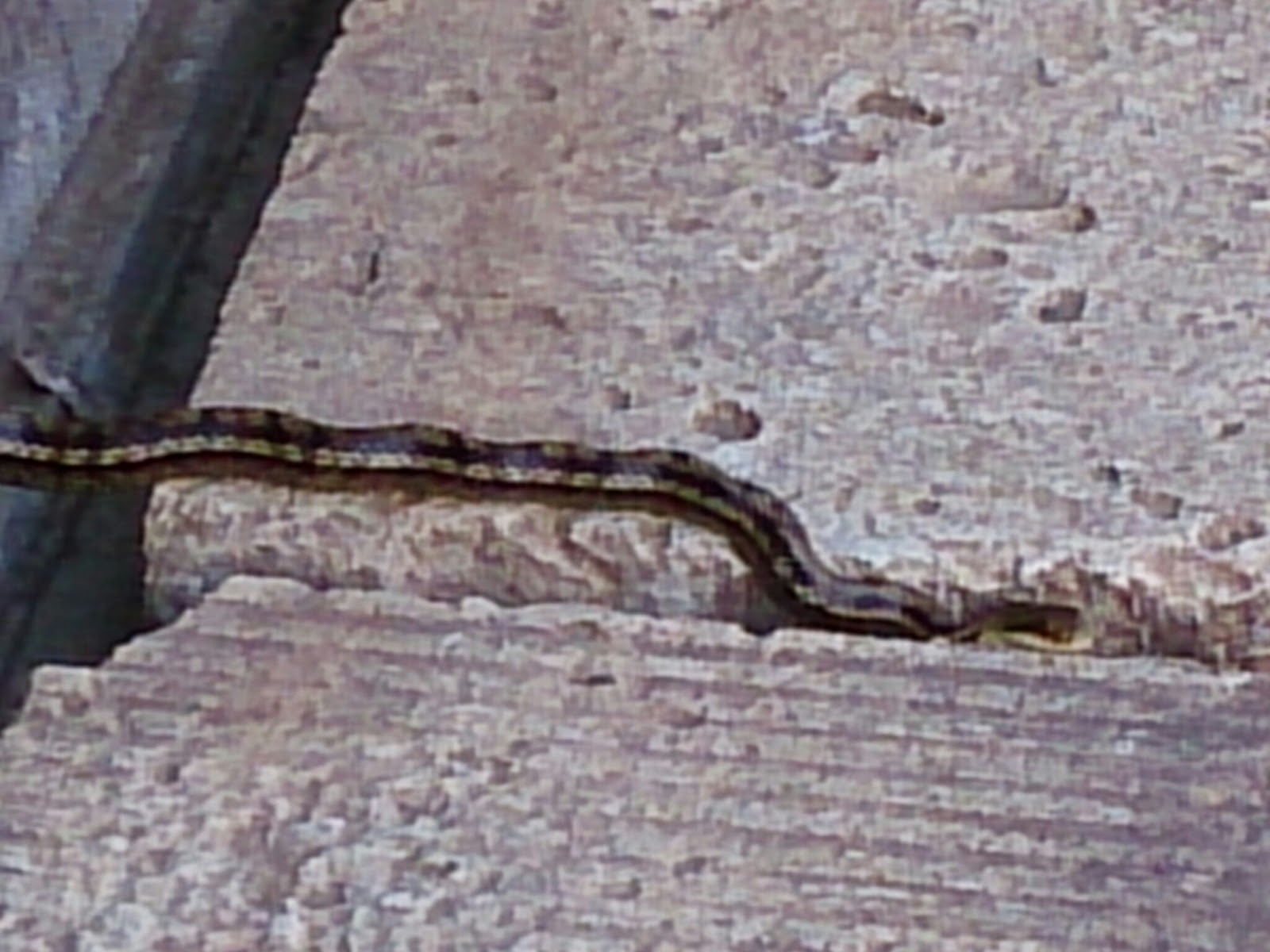 縁側の下のシマヘビ