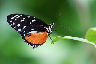 Metamorfosis sempurna kupu-kupu Metamorfosis sempurna kupu-kupu