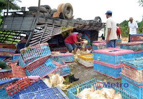 lori ayam terbalik