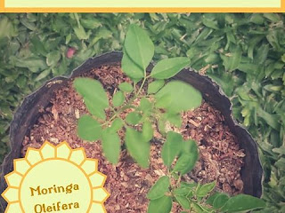 moringa oleifera ke fayde in hindi | मोरिंगा ओलीफेरा को लाभ moringa oleifera ke fayde in hindi | मोरिंगा ओलीफेरा को लाभ