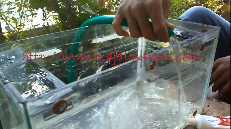 Cara Membersihkan Aquarium Bekas Dan Berkerak Cara Membersihkan Aquarium Bekas Dan Berkerak