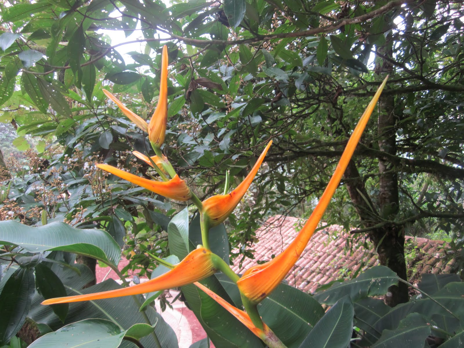 Garden Discoveries Flowers of Costa Rica