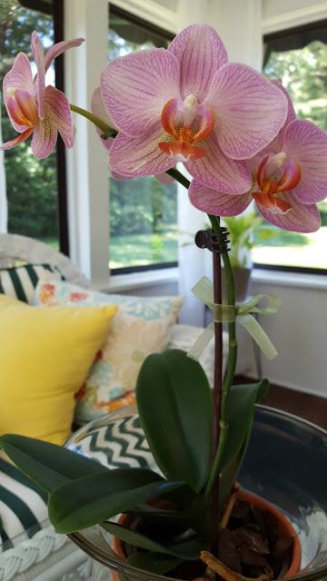 An Orchid in Bloom