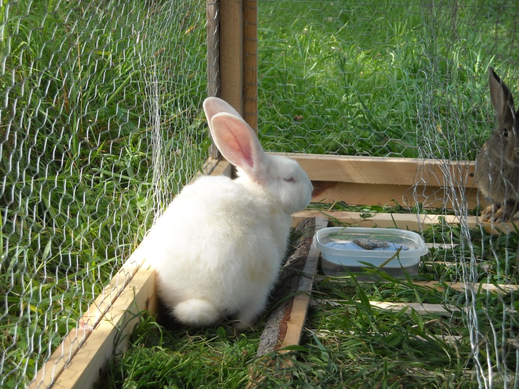 Stark Hollow Farm: Rabbits arrive at Stark Hollow Farm