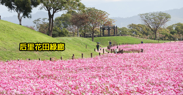 台中后里景點|后里花田綠廊|環保公園|1.2公頃繽紛花海|棒棒糖花海 台中后里景點|后里花田綠廊|環保公園|1.2公頃繽紛花海|棒棒糖花海