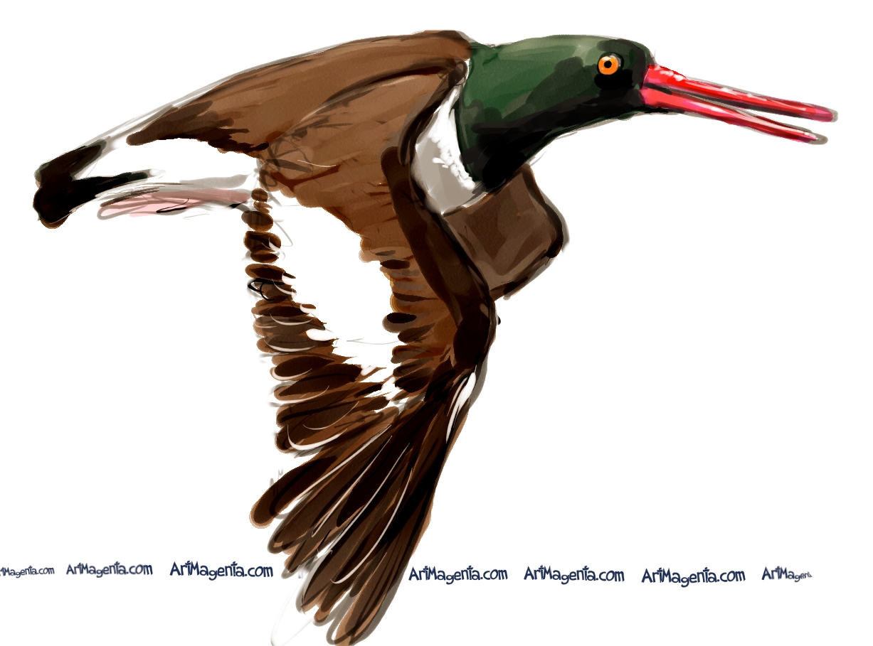 Birds American Oystercatcher