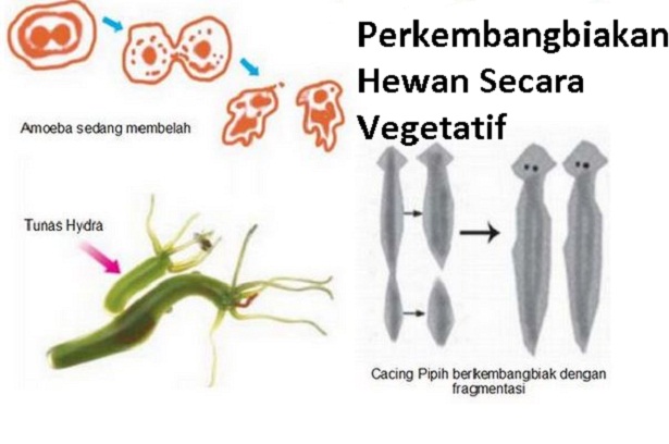 Perkembangbiakan Hewan Secara Generatif Dan Vegetatif Animal Breeding Berbagaireviews Com