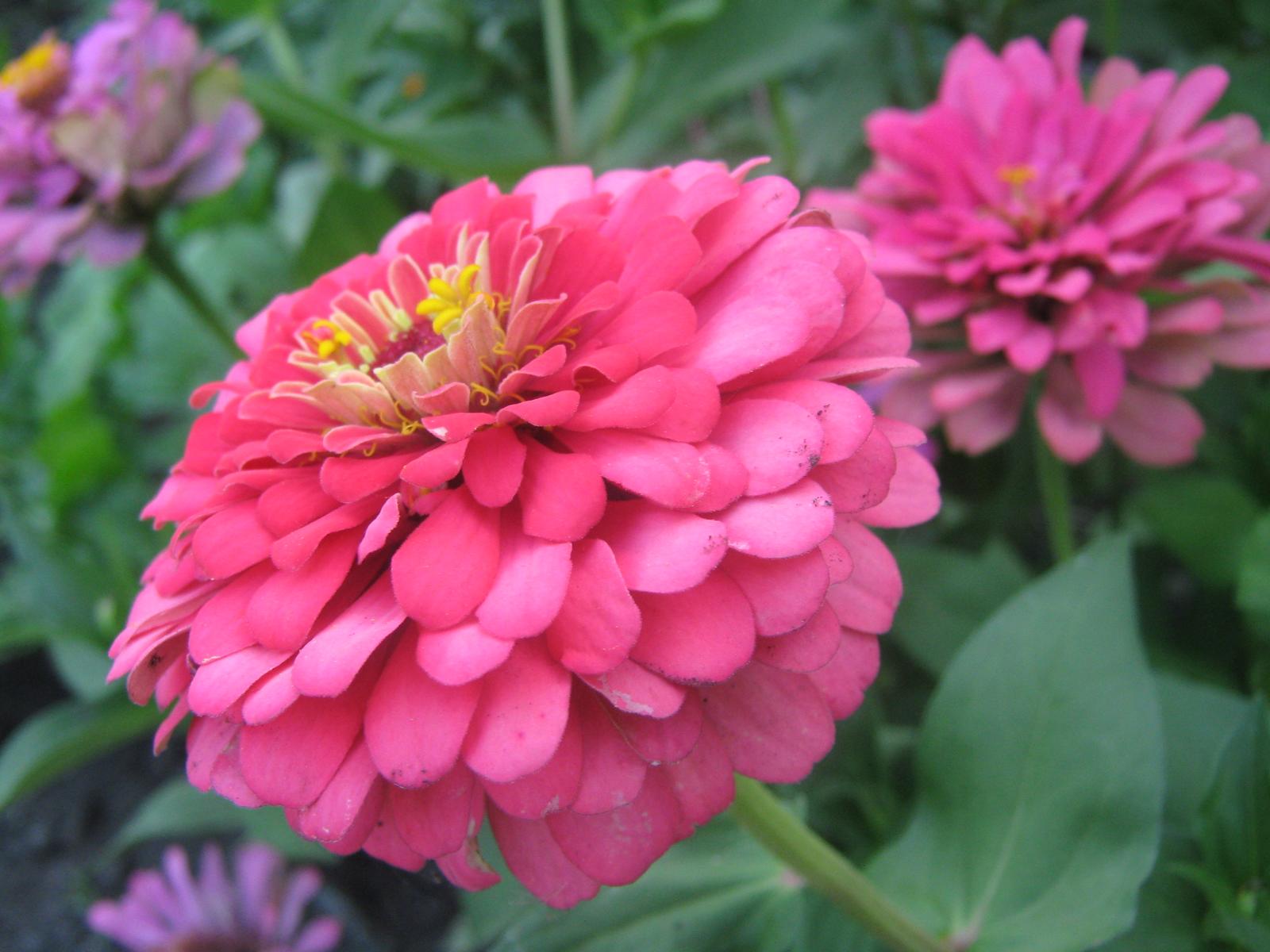 Top Flowers and Plant Picture Zinnia