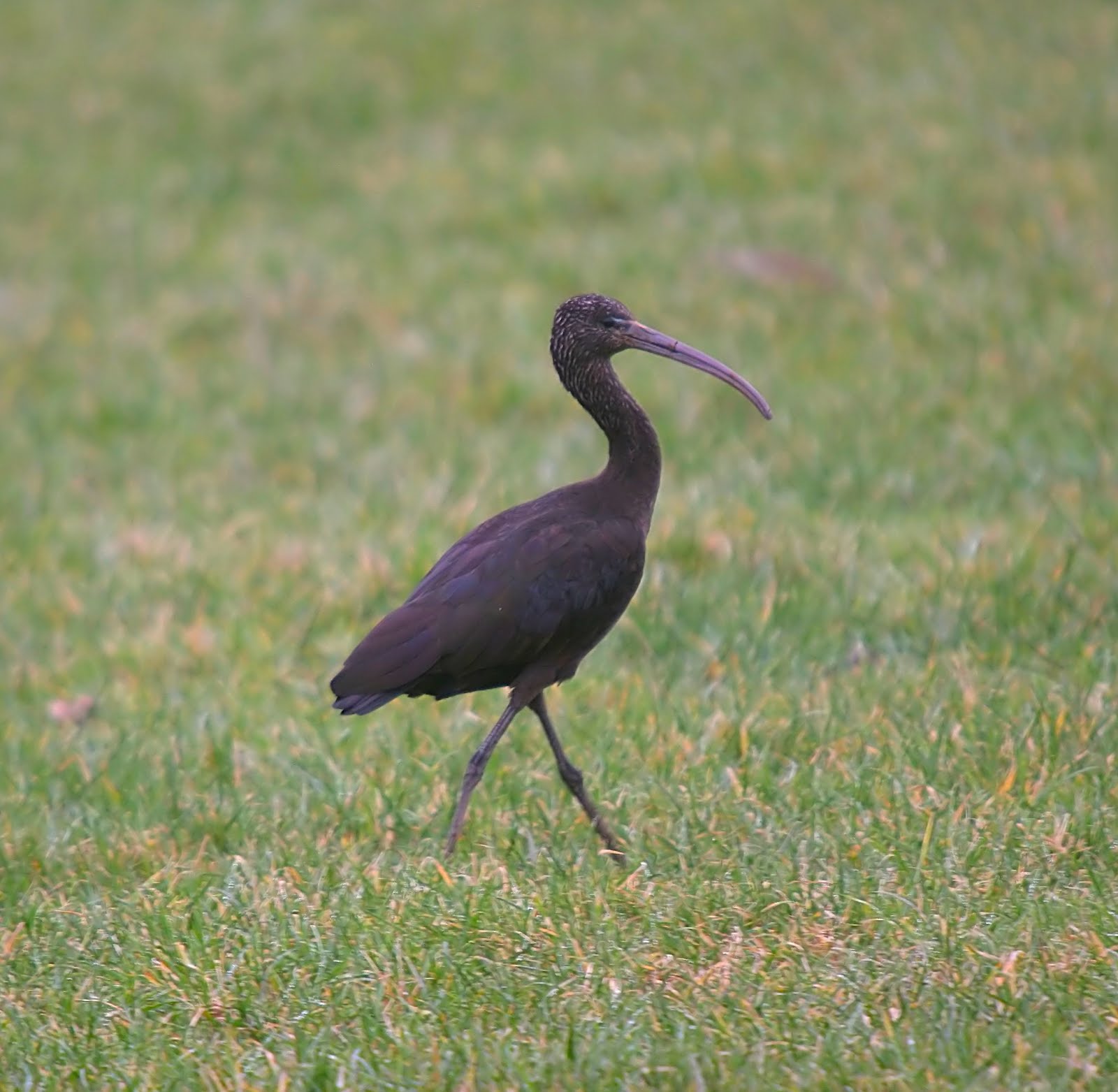 MONTGOMERYSHIRE BIRDS Glossy Ibis Montgomery