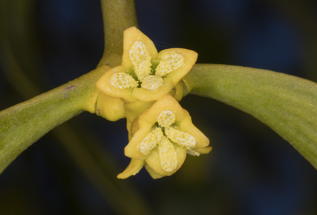 Mistletoe on a street-planted Rowan tree in Hayes. Male plant in flower. 16 February 2016. Mistletoe on a street-planted Rowan tree in Hayes. Male plant in flower. 16 February 2016.