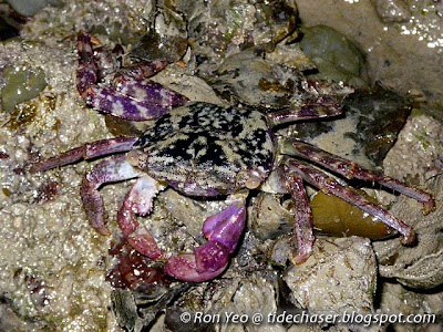 Purple Climber Crab (Metopograpsus sp.)