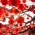 Chinese New Year Celebrations Around the World