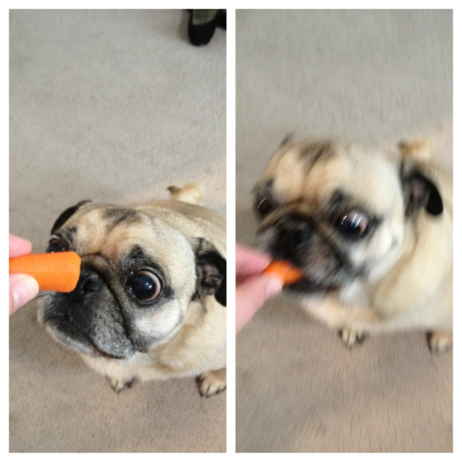 Pug Life The Carrot Experiment