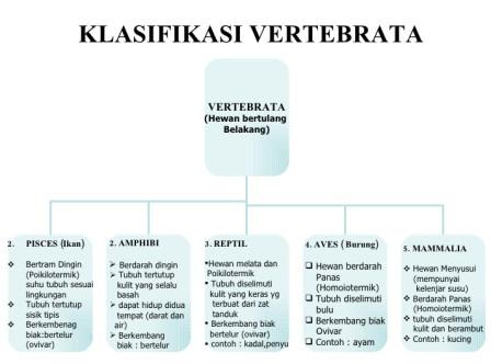 4200 Gambar Klasifikasi Hewan Vertebrata Gratis Gambar Hewan