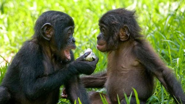 Investigación en primates ofrece pistas sobre la evolución del habla. Investigación en primates ofrece pistas sobre la evolución del habla.