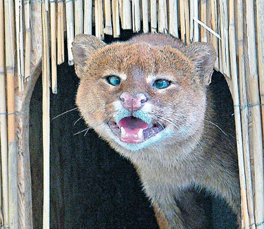 MISTERI , PELIK DAN.....: Harimau jaguar bermata juling jadi tumpuan