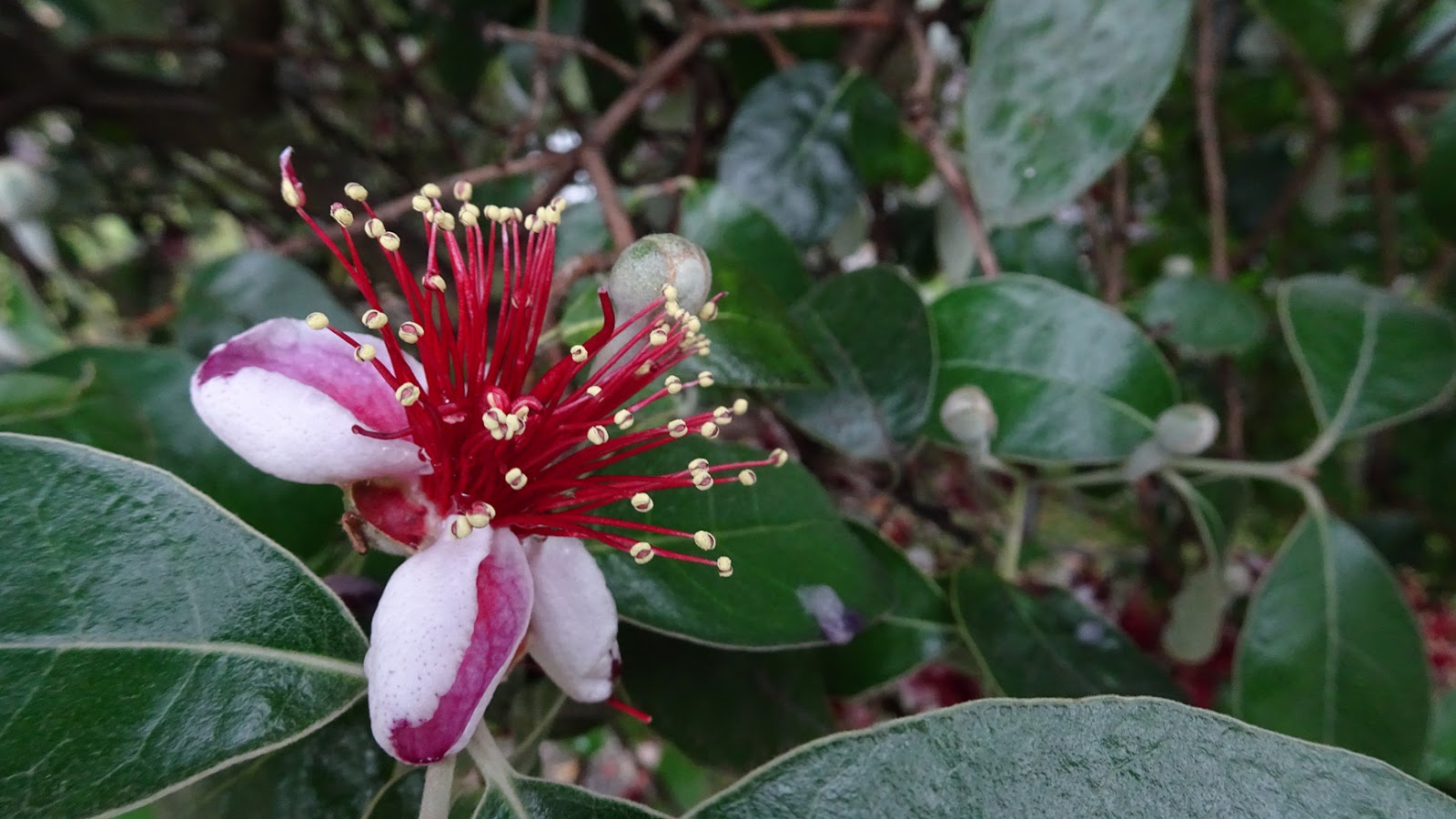 NixPages FEIJOA FLOWERS