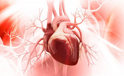 human heart