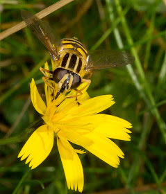 Hoverfly, Helophilus pendulus.  Knole Park, 22 September 2012.