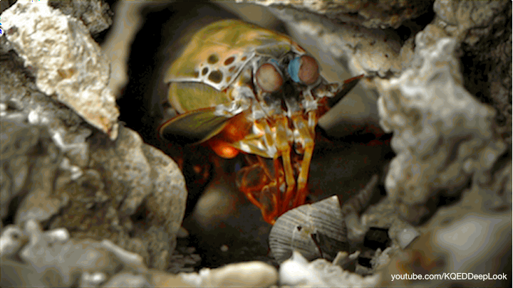 peacock mantis shrimp punch gif