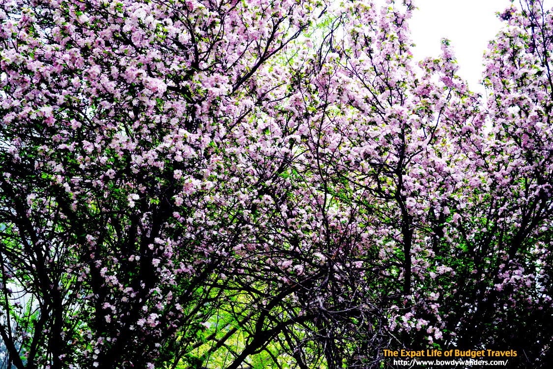 Seoul-Korea-Cherry-Blossoms-The-Expat-Life-Of-Budget-Travels-Bowdy-Wanders