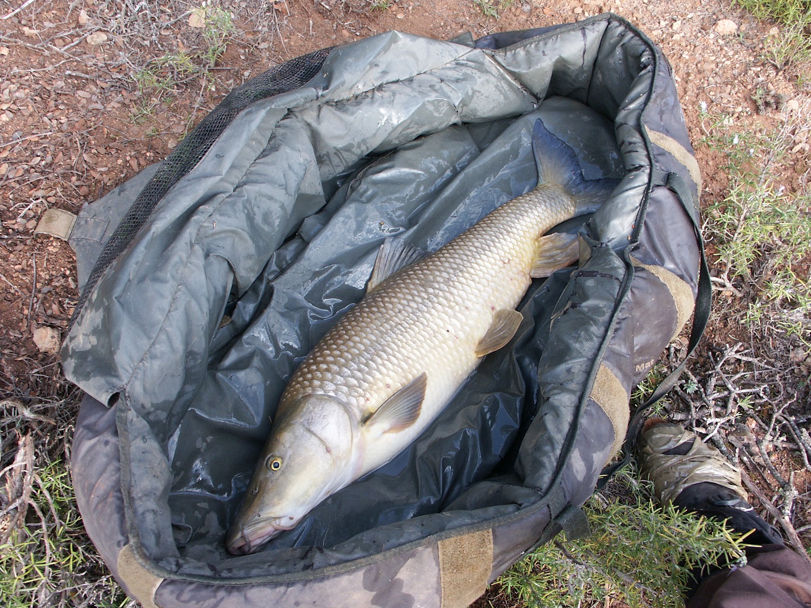 SERIE DE PESCA EXTREMA FISHSESSION: Algunos barbitos de inicio de primavera
