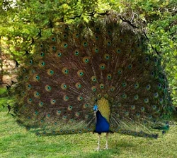 peacock feathers peacocks birds bird tail animals peafowl grow male wild shed flying loses howstuffworks grass aka ground glorious zoom