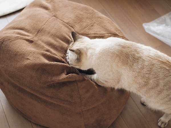 マシュマロクッションのにおいを嗅ぐシャムトラ猫