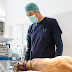 Technology and Dog Health Care