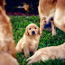 Is Your Dog Stressed? Signs and Solutions