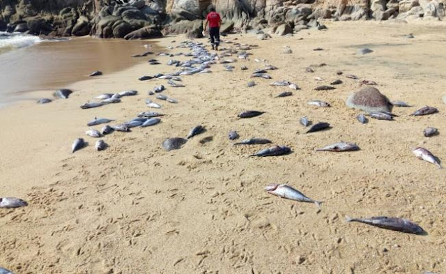 Another week on paradise: Millions of dead fish reported around the globe last week from Austria to  Peces_huatulco_1