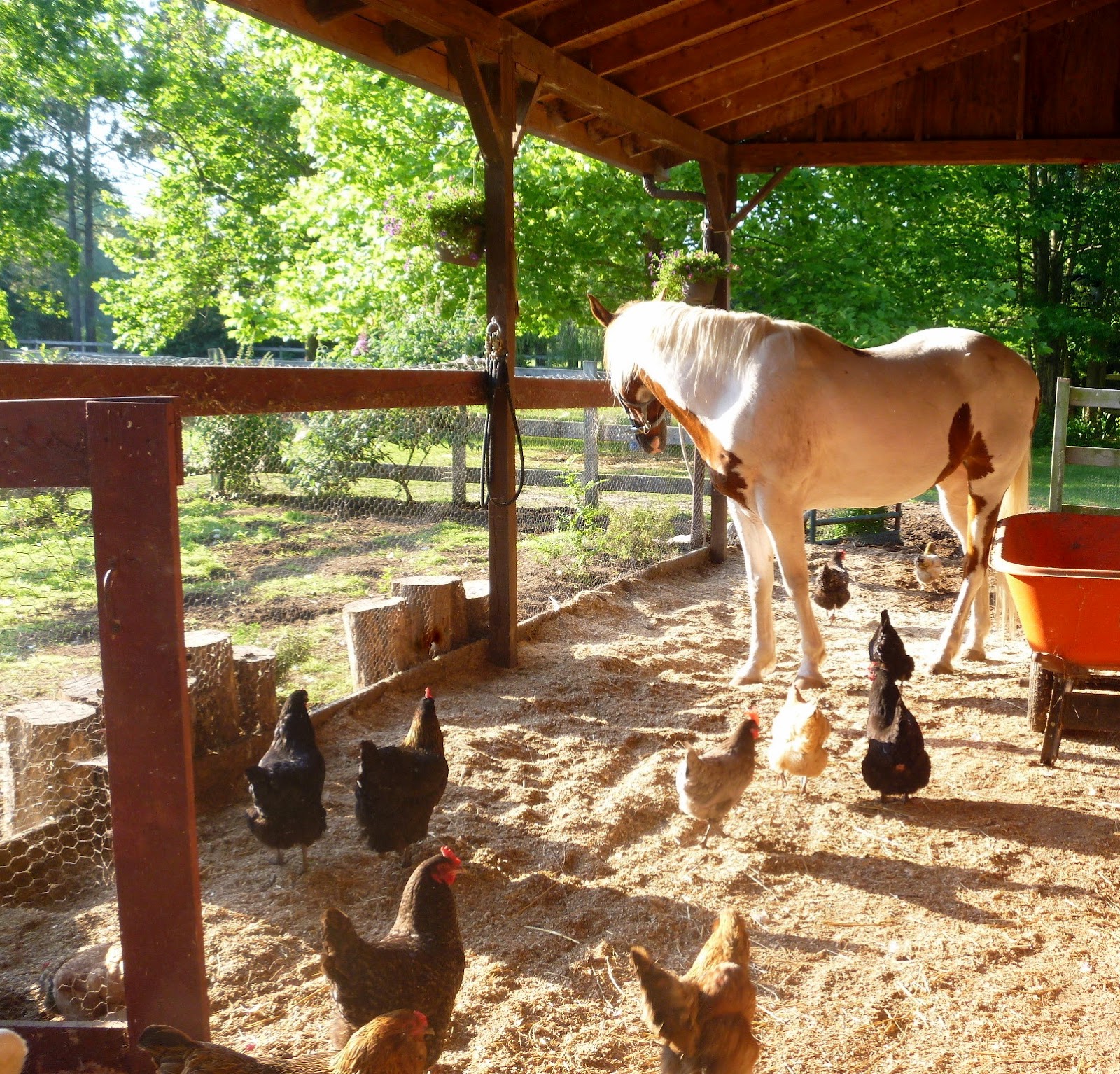 DIY SelfClosing Chicken Run Gate Fresh Eggs Daily® with Lisa Steele
