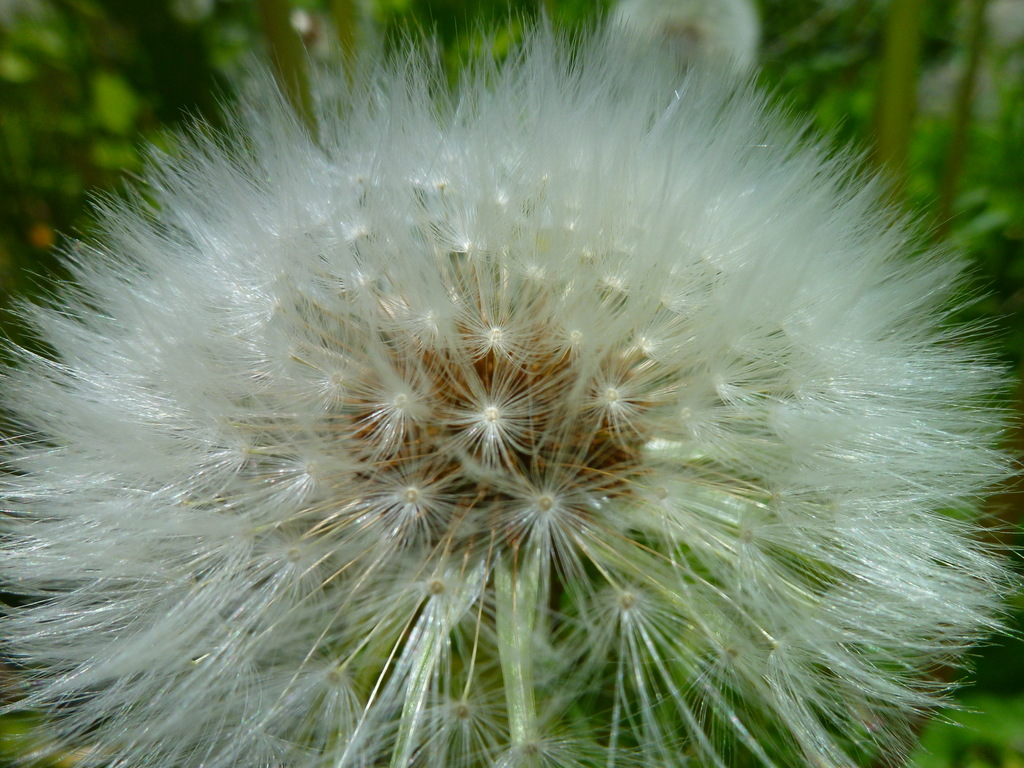 Bread Story: Sonntags- Pusteblumen