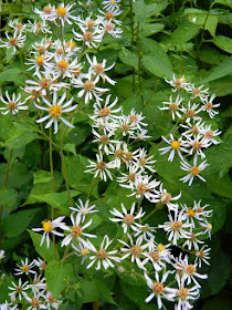White wood aster Eurybia divaricatus Toronto ecological gardening by garden muses-not another Toronto gardening blog